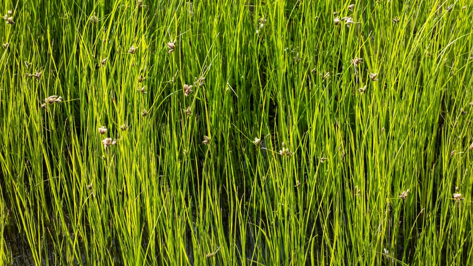 Soft-Stem Bulrush (Scirpus Tabernaemontani) — often found along pond margins and in marshy areas; which can reach between 5 to 10 feet tall