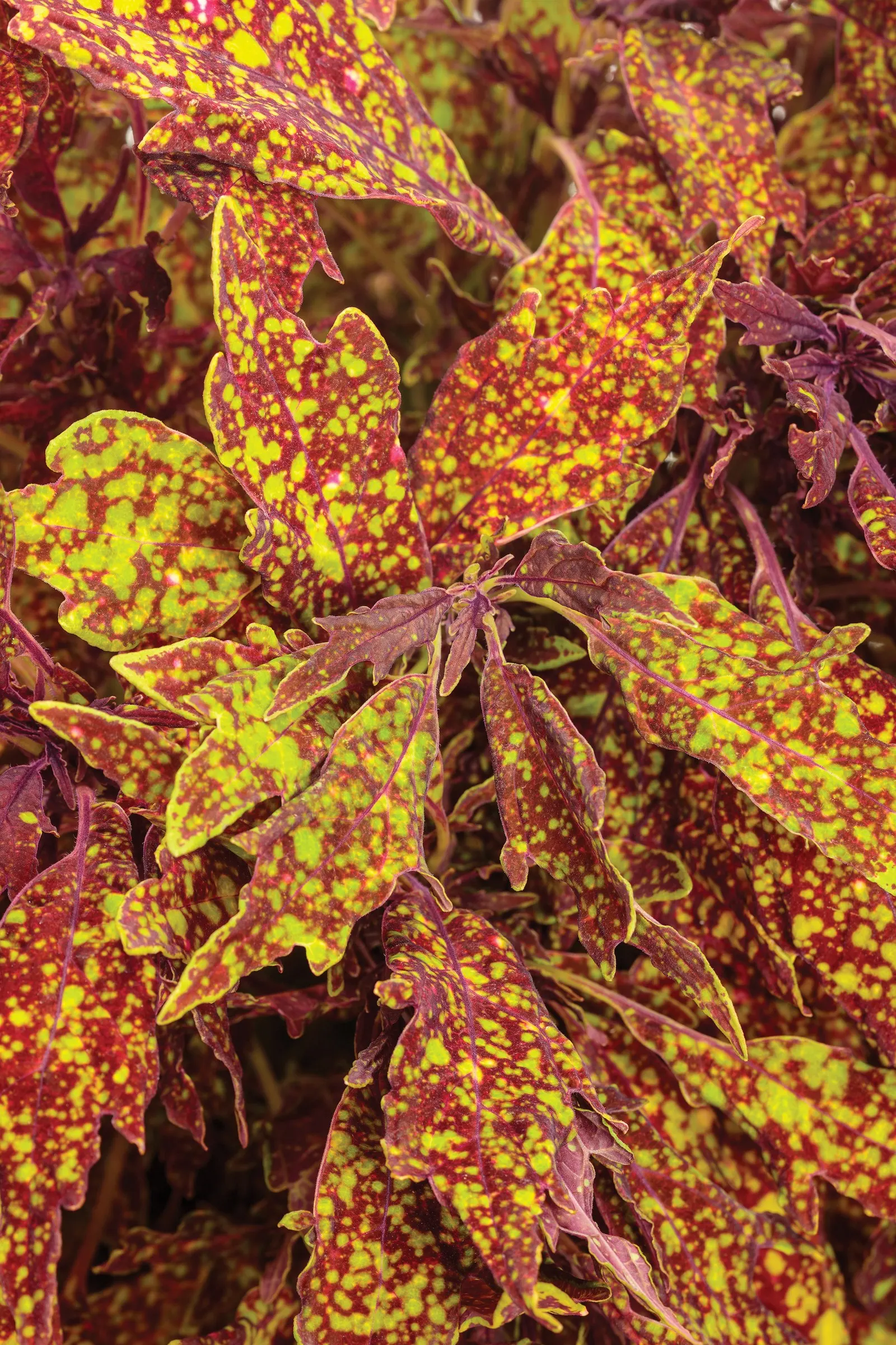 Pepper Flakes™ Coleus (Coleus scutellarioides) — Proven Winners - ColorBlaze® Pepper Flakes™ - Coleus scutellarioides plant details, information and resources