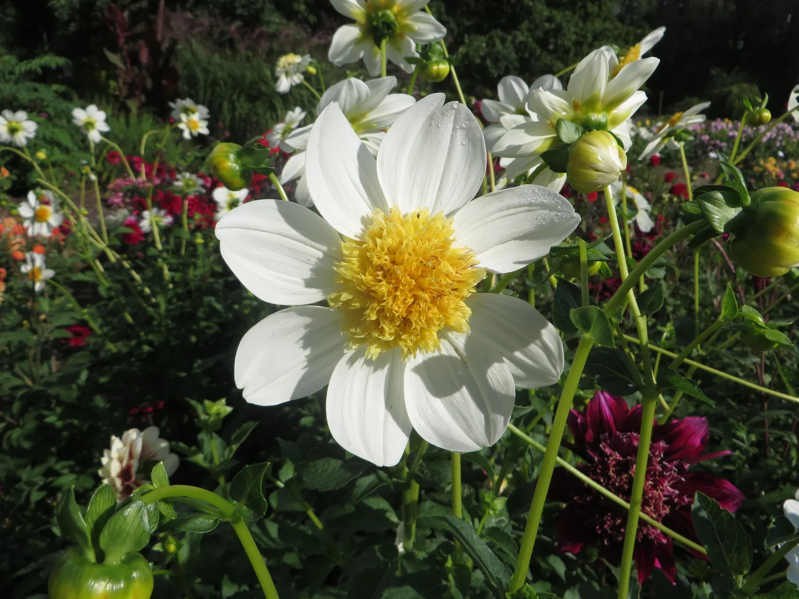 Platinum Blond Dahlia (Dahlia 'Platinum Blonde') — lavender tips forming lush 4-inch blooms