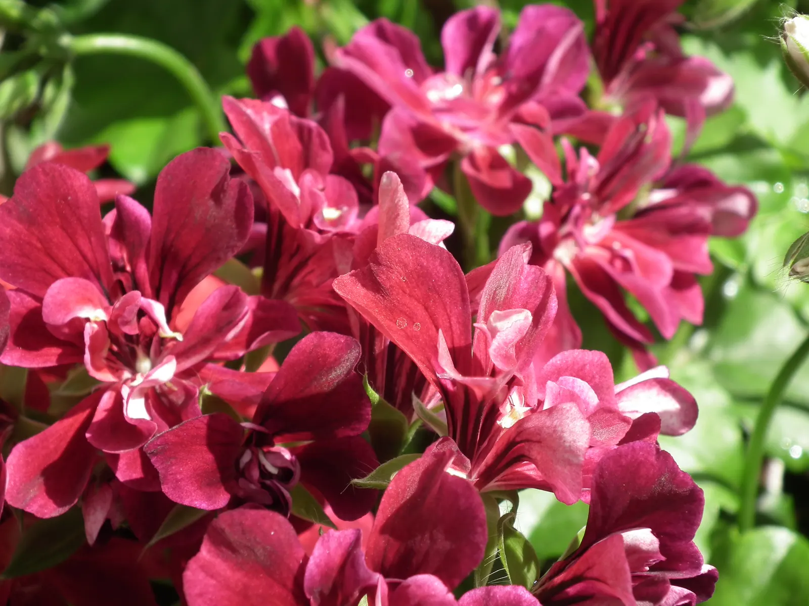 Ivy Geranium (Pelargonium Peltatum) — ensuring your landscape remains a picture of health and vibrancy; they thrive best in zones 10 through 11, image 77