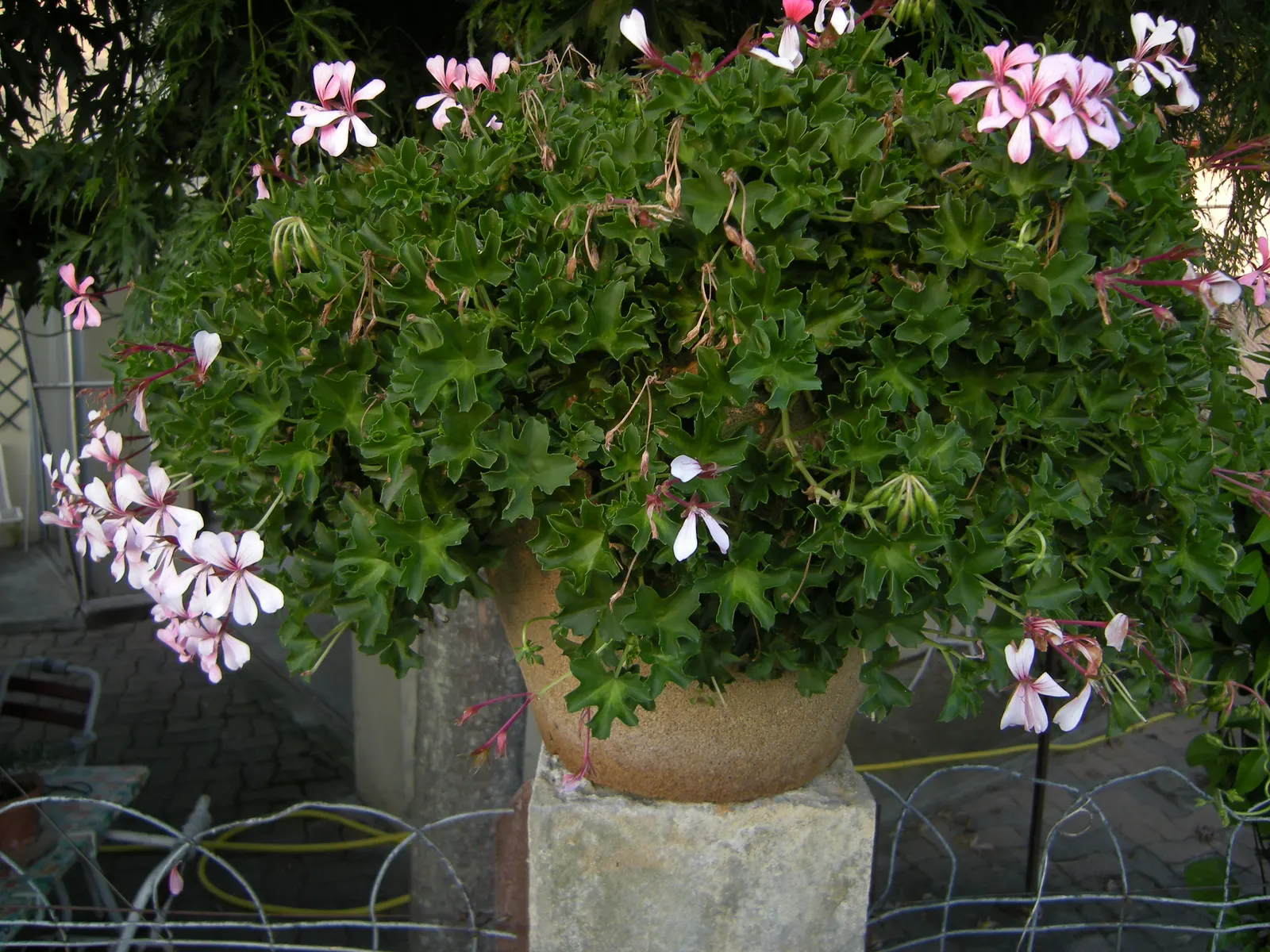 Ivy Geranium (Pelargonium Peltatum) — Ivy Geranium (Pelargonium peltatum) is an evergreen perennial; thriving in full to part sun, they reach 12-24 inches in