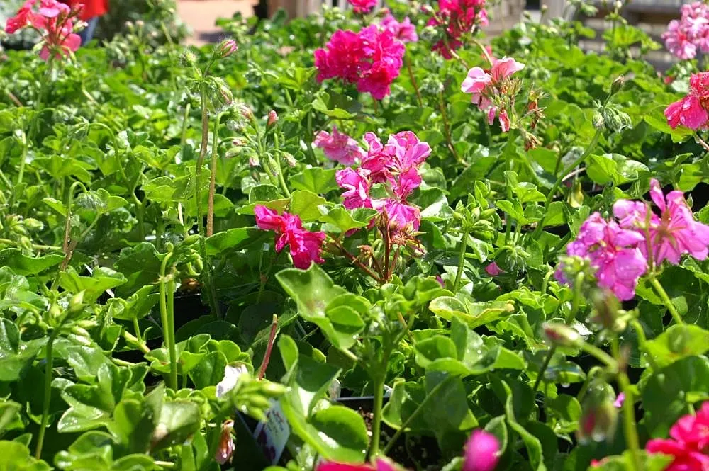 Ivy Geranium (Pelargonium Peltatum) — is a prolific and robust perennial plant treasured for its cascading growth and floriferous display; scientifically known