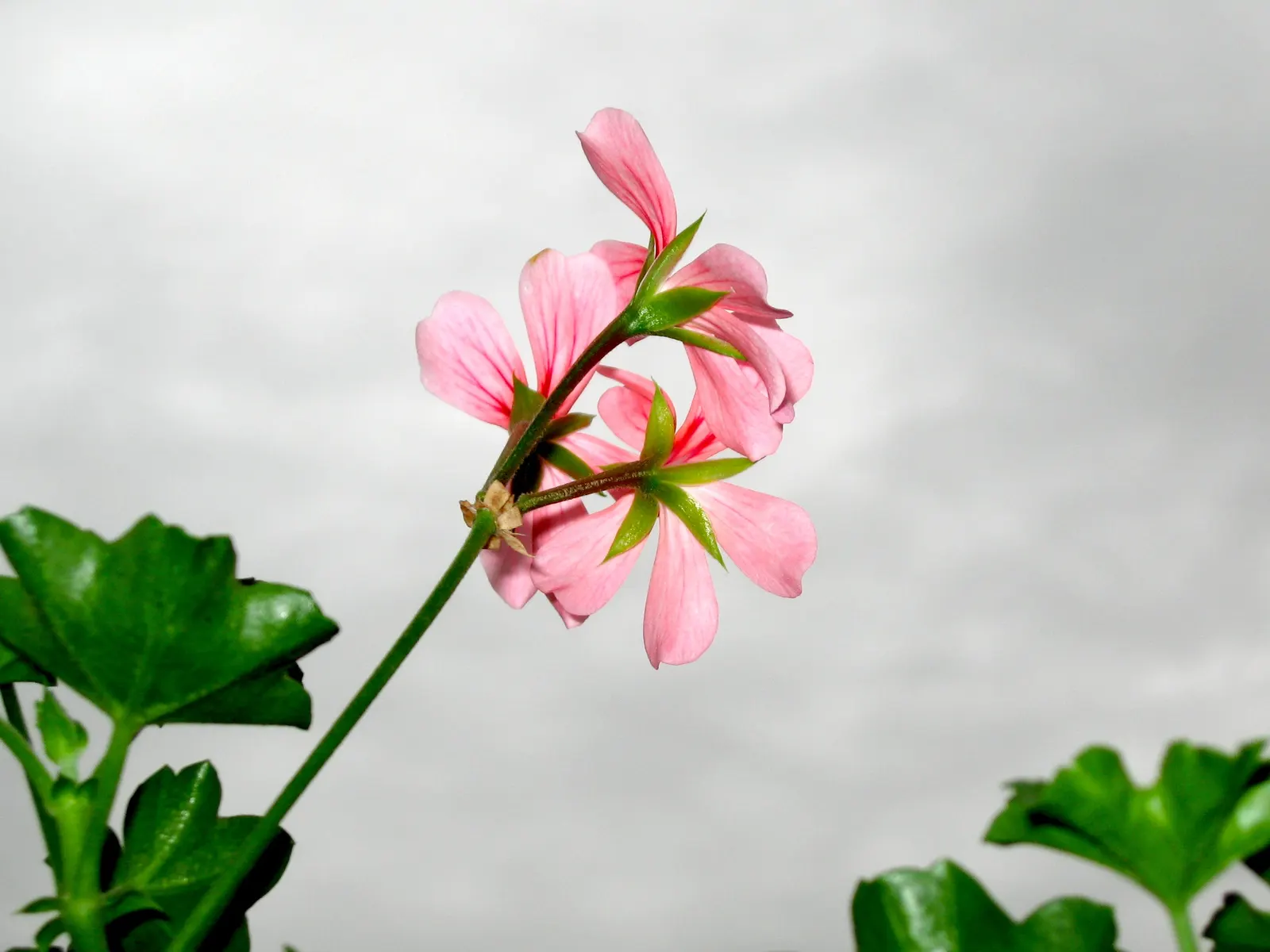Ivy Geranium (Pelargonium Peltatum) — Regular watering is essential, but beware of overwatering, as it may lead to root rot; ensuring dryness, image 72
