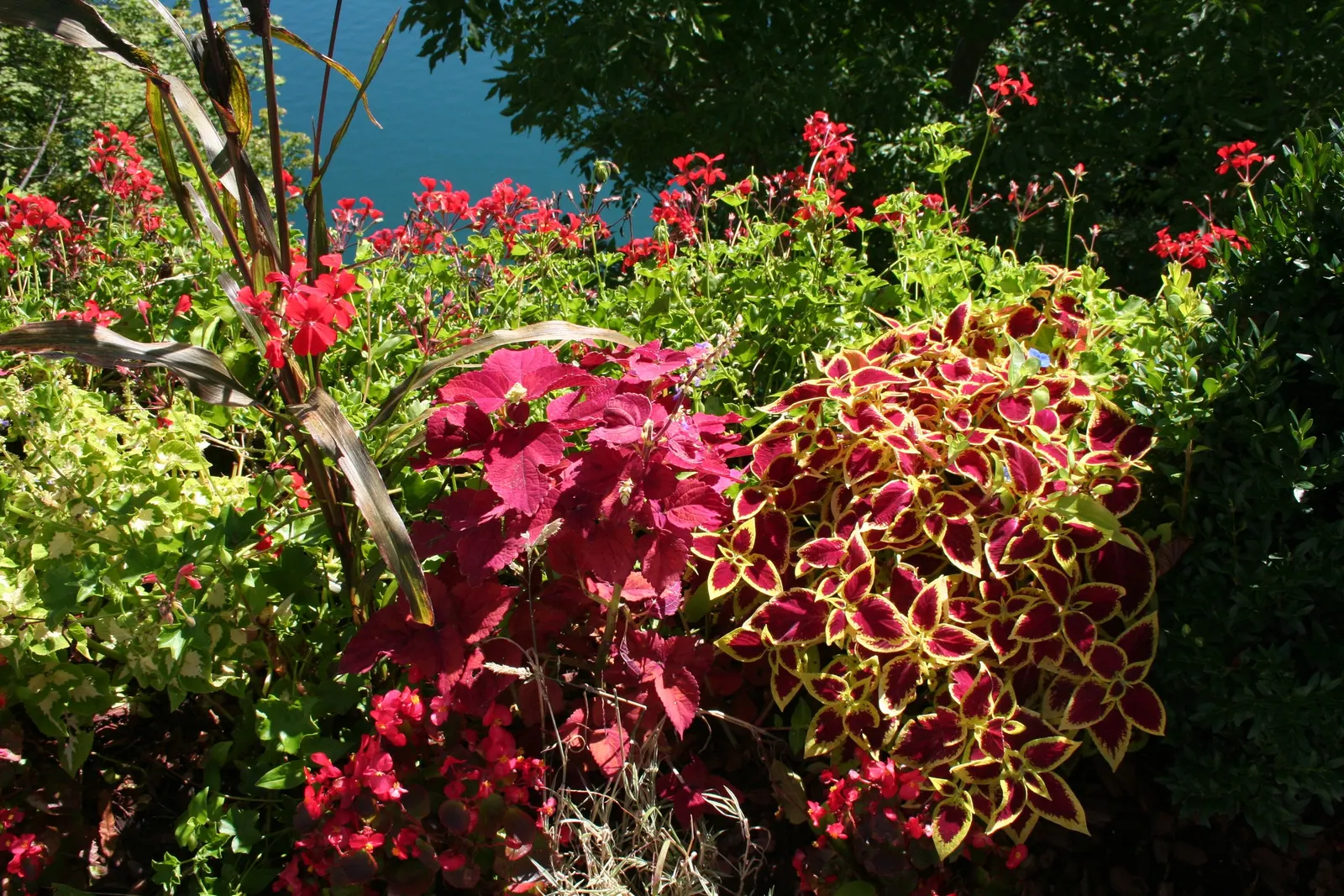 Ivy Geranium (Pelargonium Peltatum) — Ideal for hanging baskets and window boxes; they require well-drained soil and moderate watering, image 57
