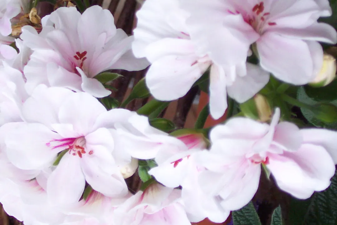 Ivy Geranium (Pelargonium Peltatum) — Weekly feedings with a balanced; treasured for its cascading habit and glossy