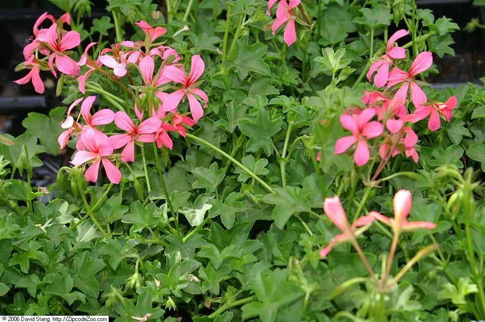 Ivy Geranium (Pelargonium Peltatum) — they require well-drained soil and moderate watering; characterized by a waxy texture and a heart-shaped, image 58