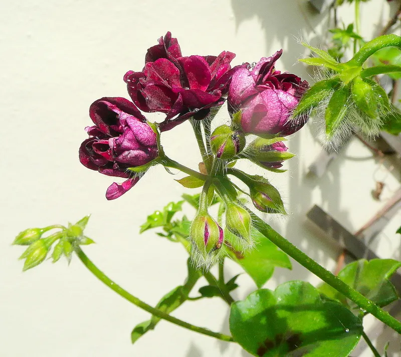 Ivy Geranium (Pelargonium Peltatum) — ensuring your landscape remains a picture of health and vibrancy; they thrive best in zones 10 through 11