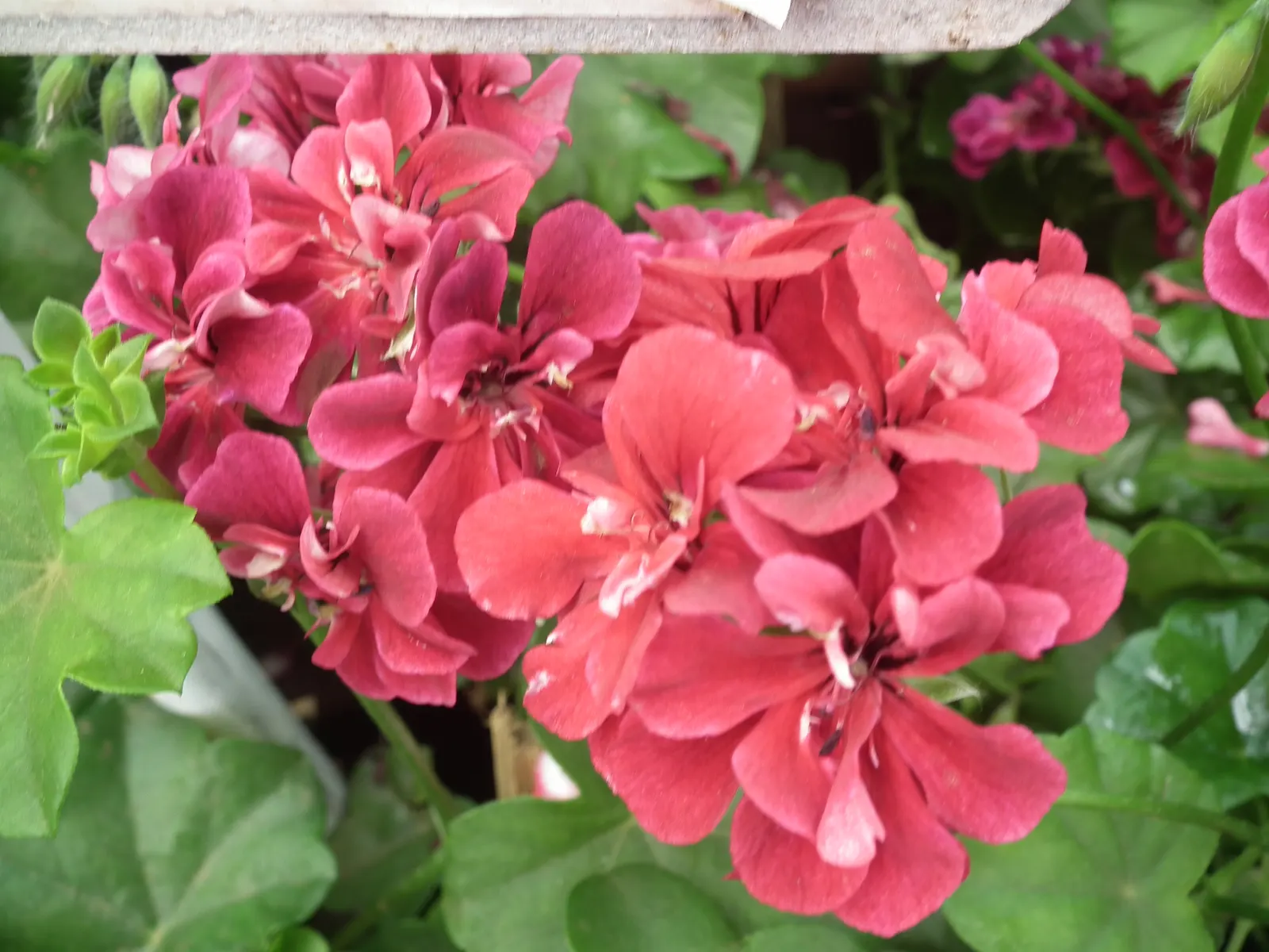 Ivy Geranium (Pelargonium Peltatum) — Thriving in full to part sun, they reach 12-24 inches in width and 12-18 inches in height; ensuring your, image 56