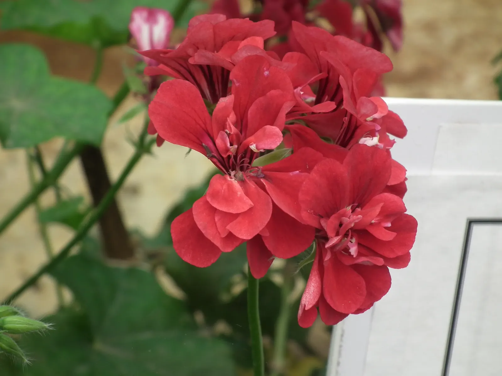 Ivy Geranium (Pelargonium Peltatum) — Originating from the southern regions of Africa