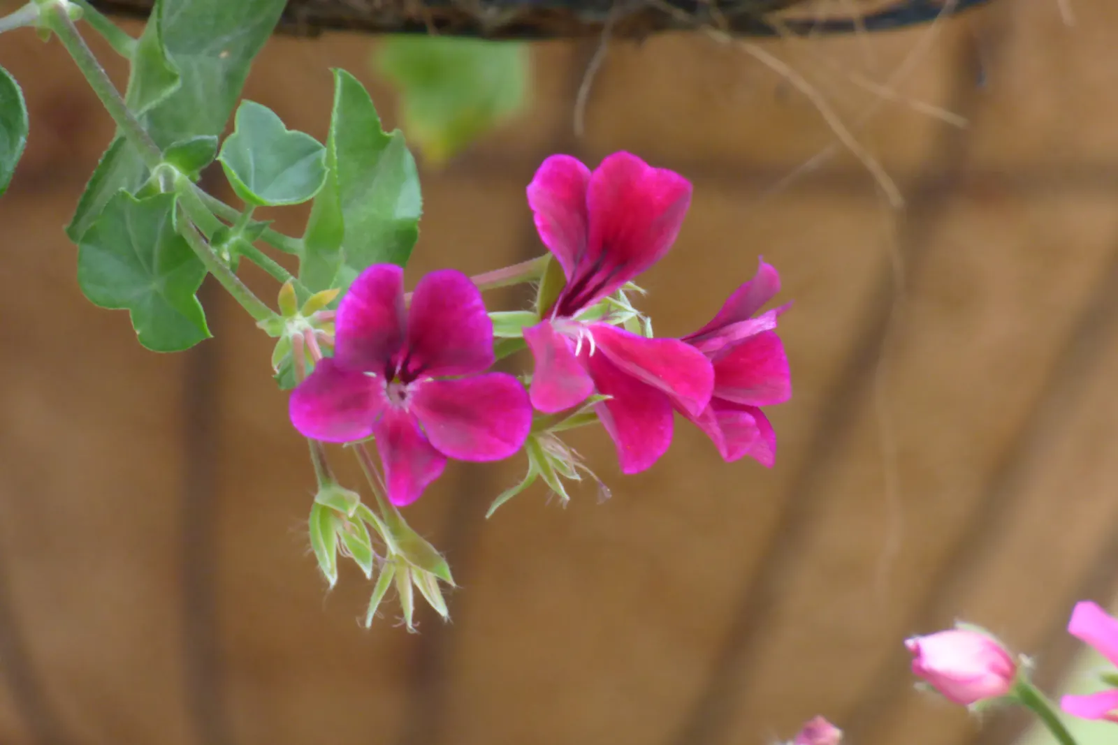 Ivy Geranium (Pelargonium Peltatum) — scientifically known as Pelargonium peltatum