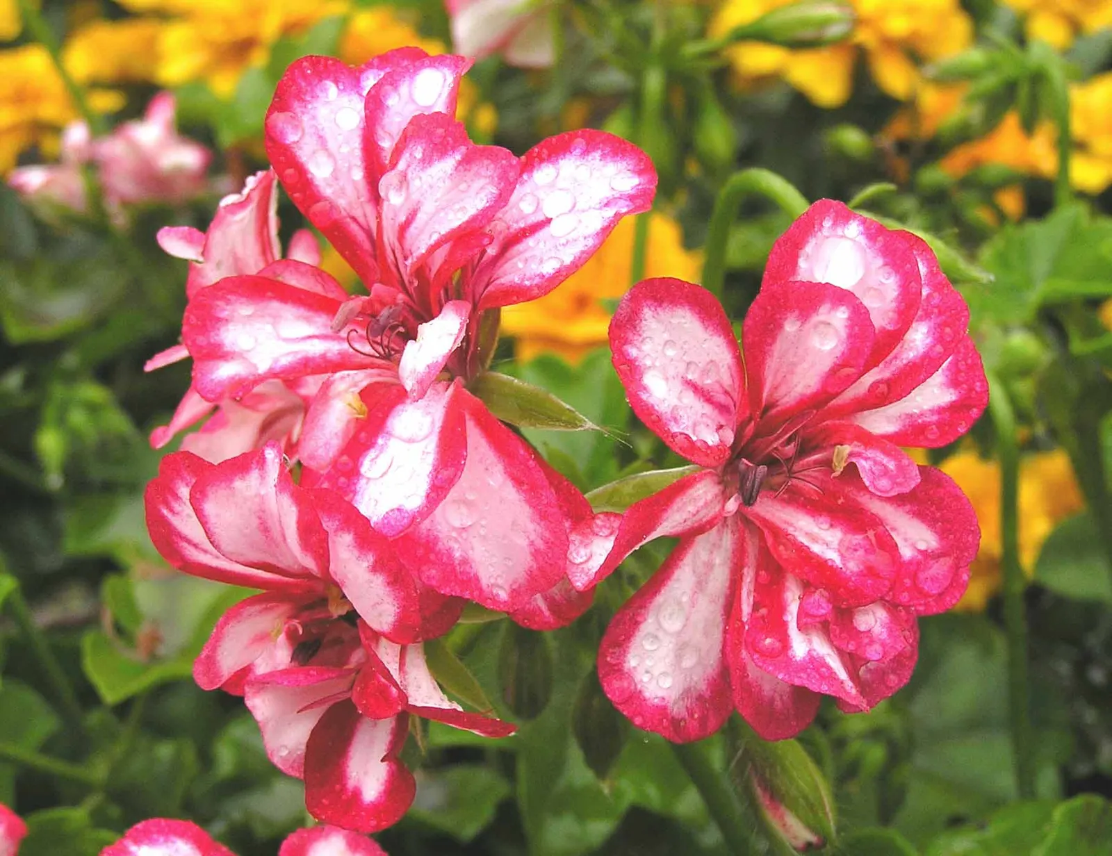 Ivy Geranium (Pelargonium Peltatum) — lending a spill of vibrant foliage and blossoms that enhance the aesthetics of any landscape design
