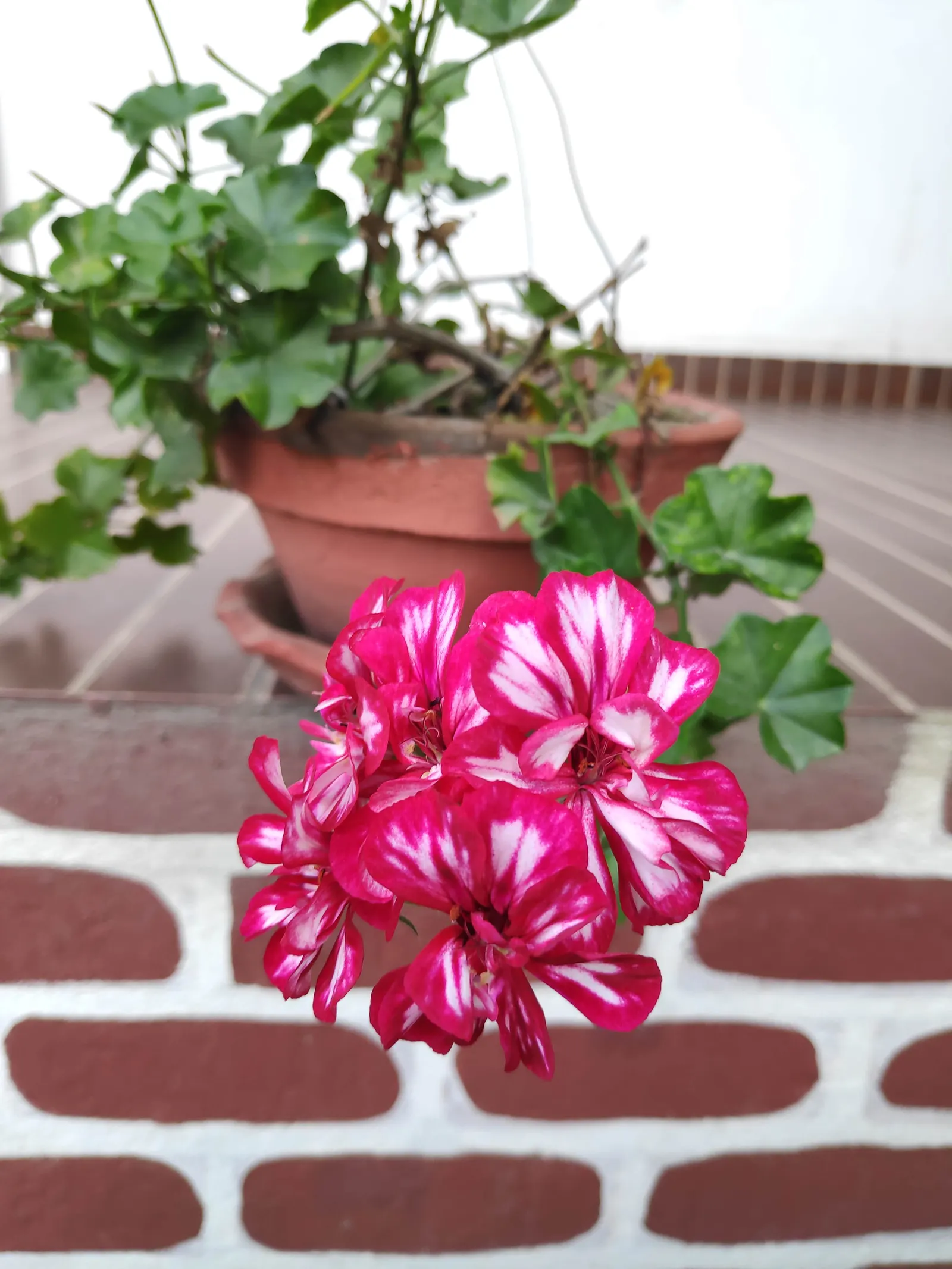 Ivy Geranium (Pelargonium Peltatum) — Provide these gems with well-draining soil and bright