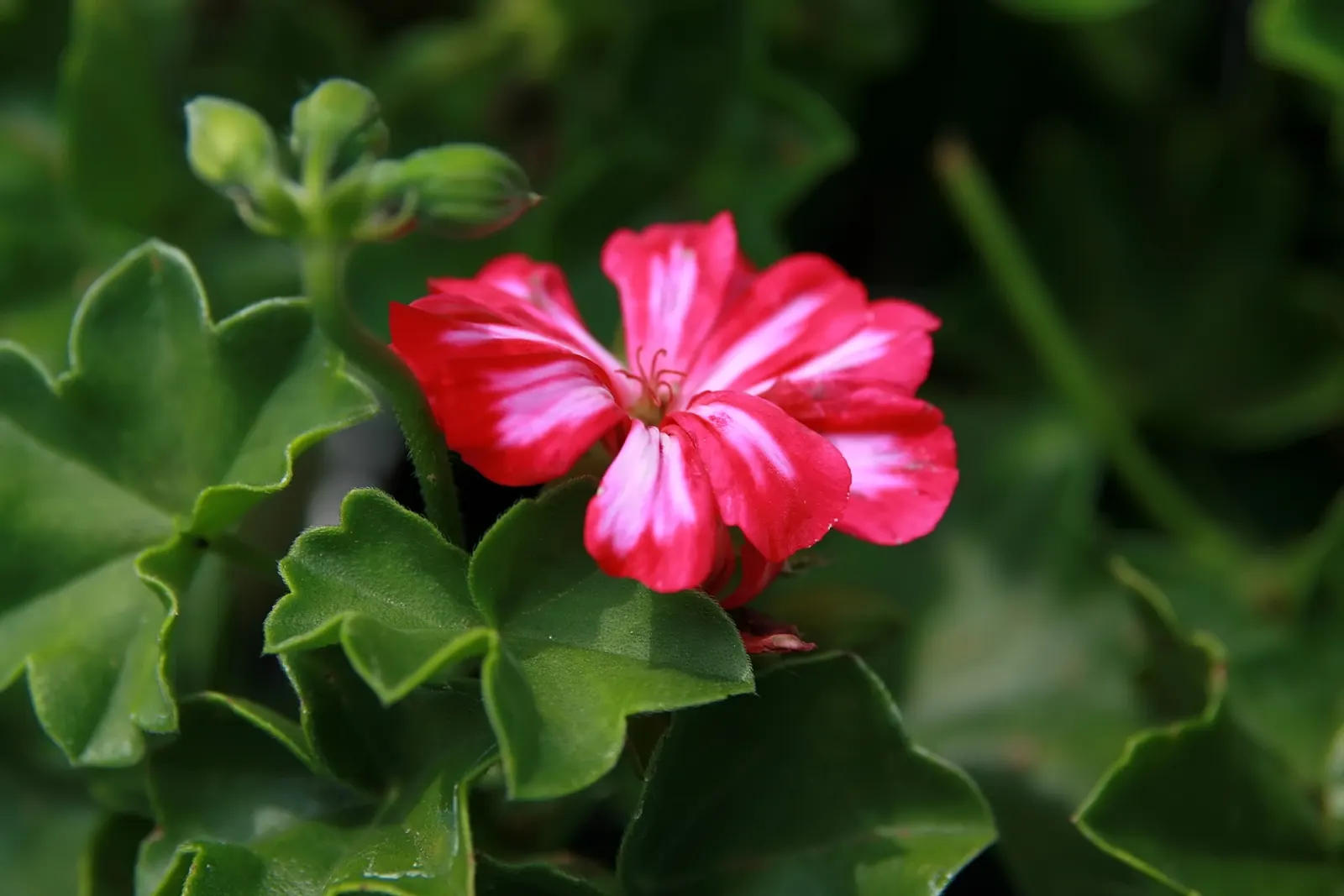 Ivy Geranium (Pelargonium Peltatum) — characterized by a waxy texture and a heart-shaped; originating from the southern regions of Africa, image 91