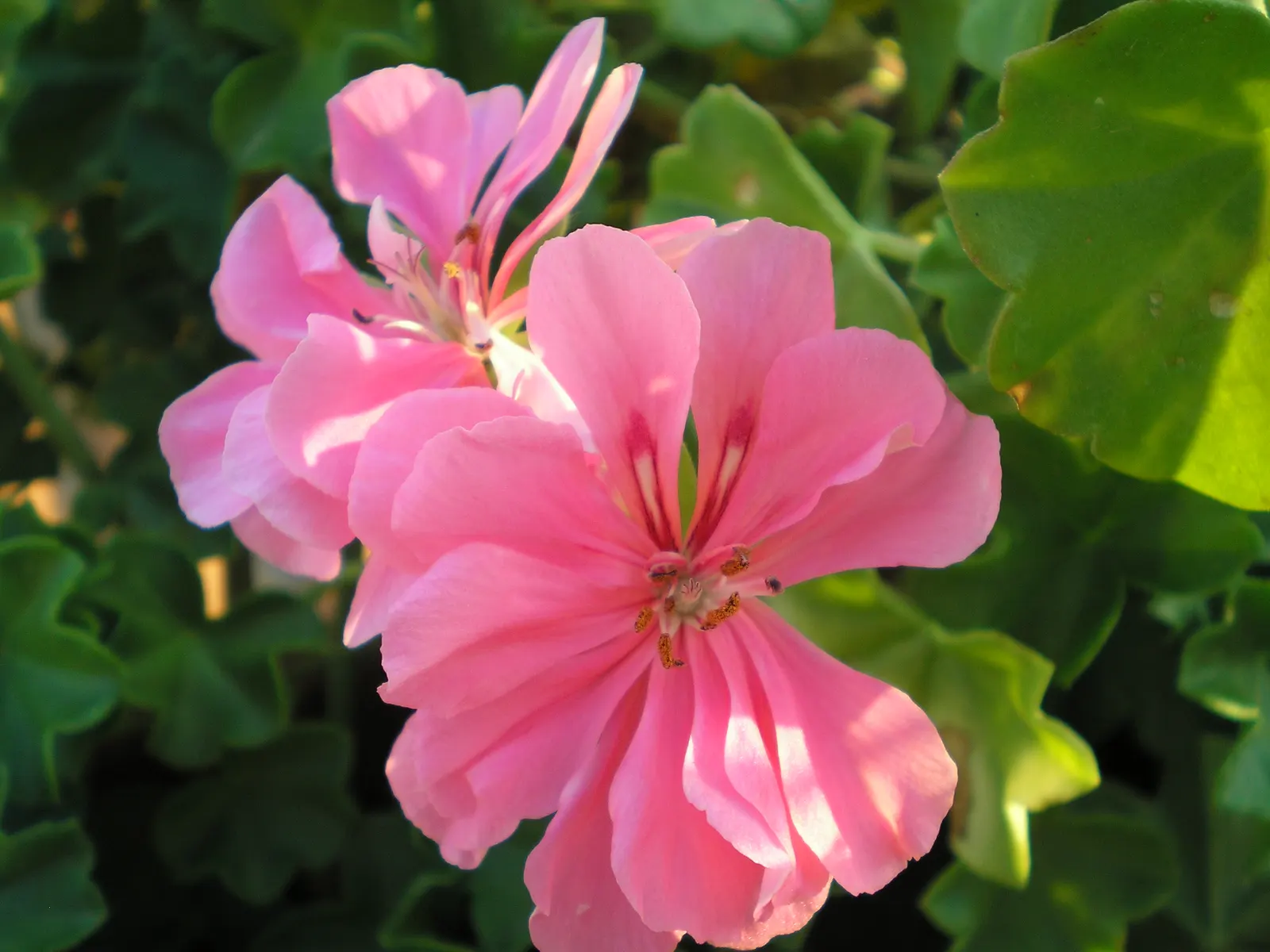 Ivy Geranium (Pelargonium Peltatum) — partial sunlight to optimize their growth and flowering potential - typically from late spring through fall, image 97