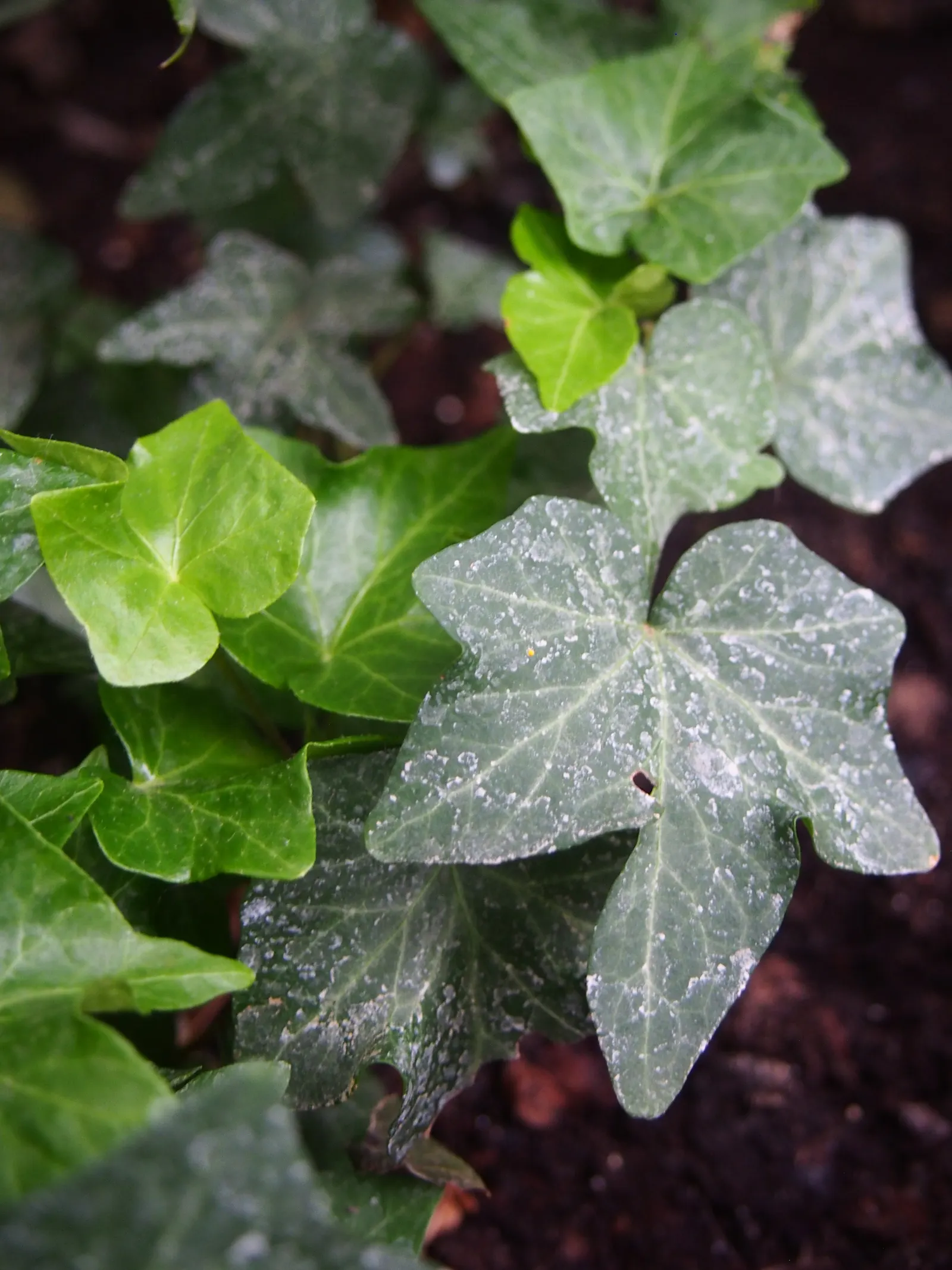 Ivy Geranium (Pelargonium Peltatum) — Profuse bloomers, they produce clusters of vibrant flowers in red, pink, lavender, or white; provide these, image 81