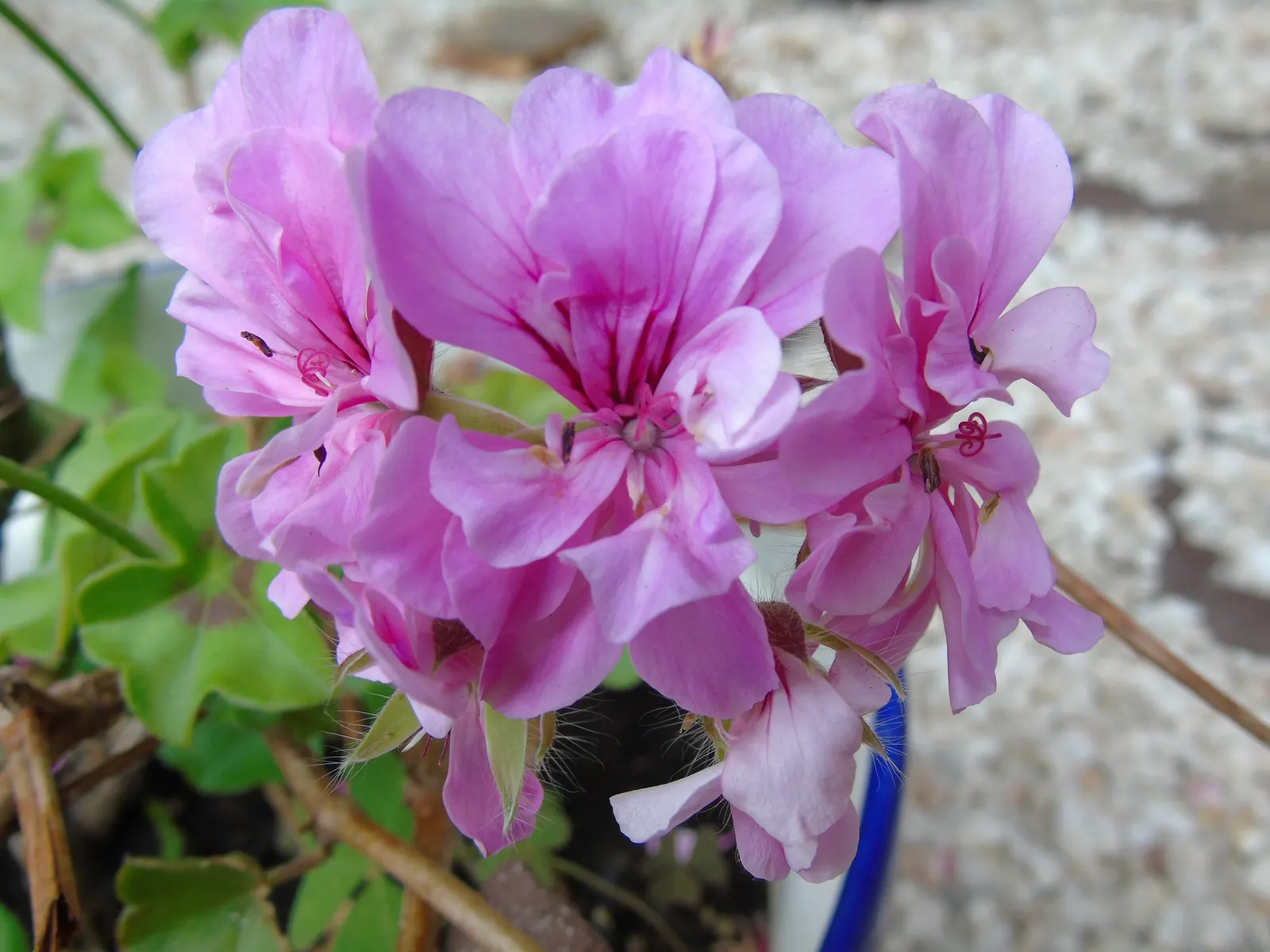 Ivy Geranium (Pelargonium Peltatum) — pink and red flowers in the garden