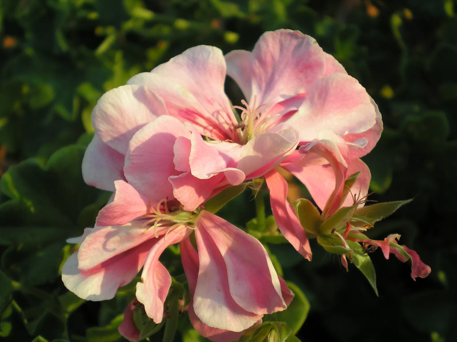 Ivy Geranium (Pelargonium Peltatum) — is a prolific and robust perennial plant treasured for its cascading growth and floriferous display