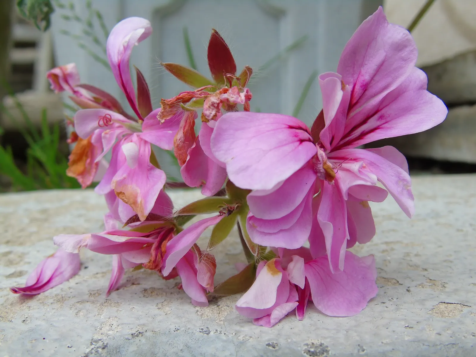 Ivy Geranium (Pelargonium Peltatum) — Thriving in full to part sun, they reach 12-24 inches in width and 12-18 inches in height; ensuring your, image 82