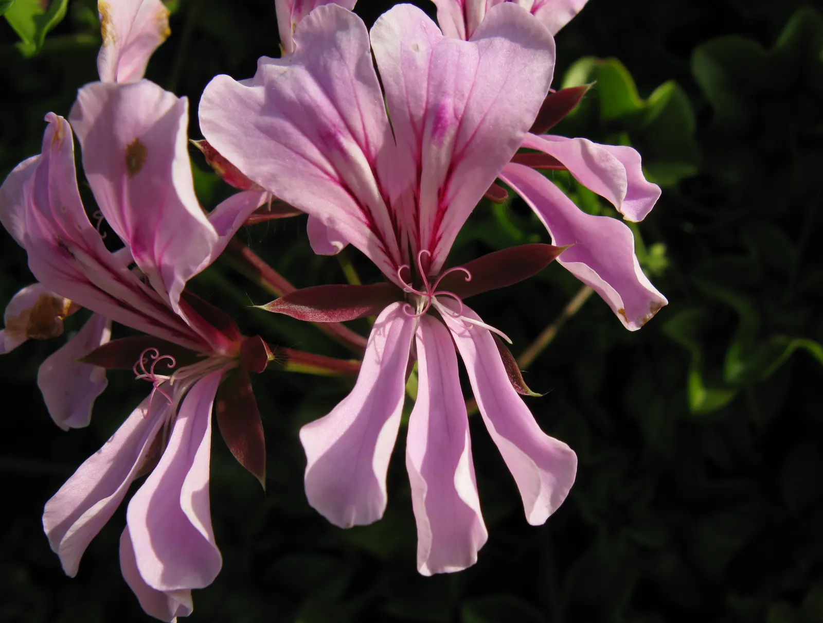 Ivy Geranium (Pelargonium Peltatum) — trailing up to 3 feet in length; however, they're popularly grown as annuals in cooler climates