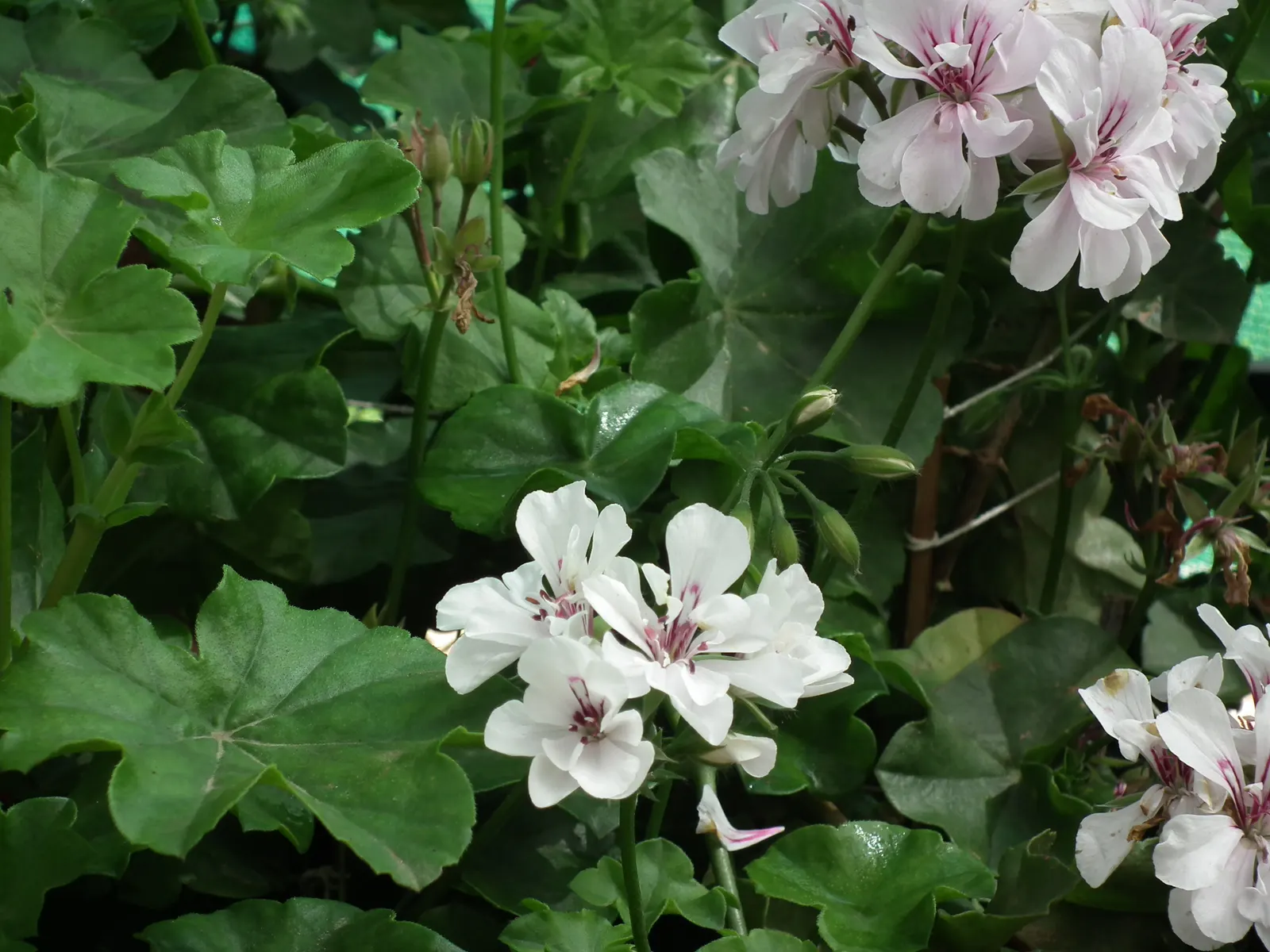 Ivy Geranium (Pelargonium Peltatum) — Profuse bloomers, they produce clusters of vibrant flowers in red, pink, lavender, or white; provide these gems with