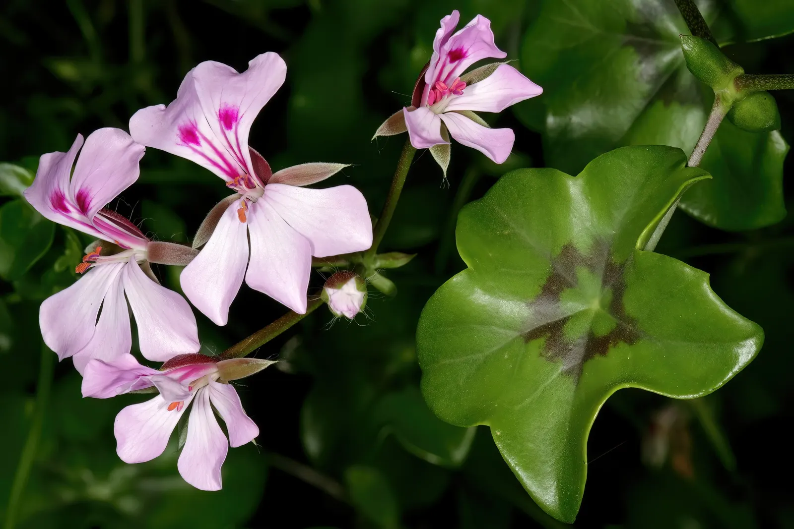 Ivy Geranium (Pelargonium Peltatum) — this variety is favored for its ivy-like leaves and clusters of brightly colored flowers; ensuring a continuous show of