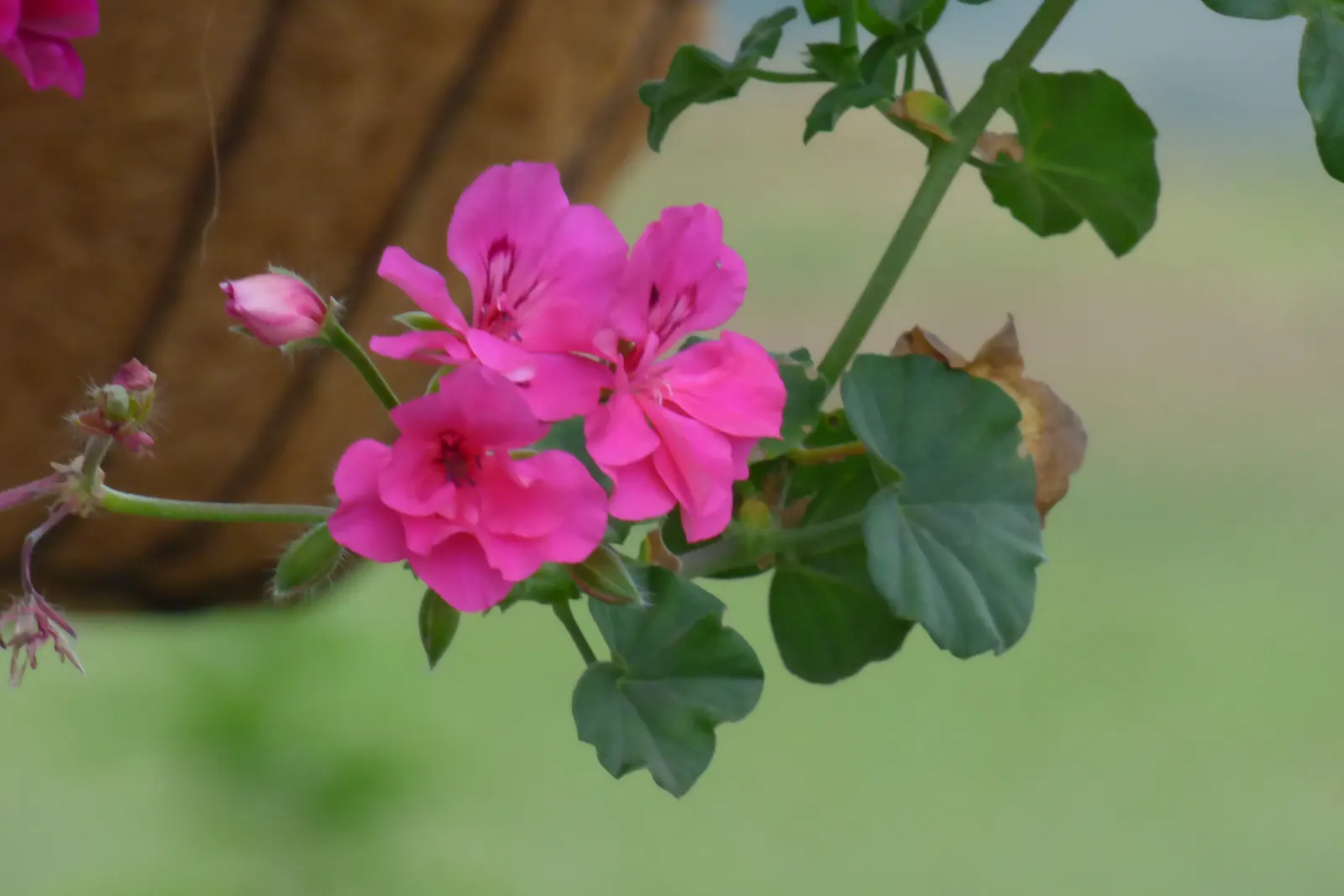 Ivy Geranium (Pelargonium Peltatum) — Originating from the southern regions of Africa; ideally utilized for vertical interest or as natural drapery, image 88