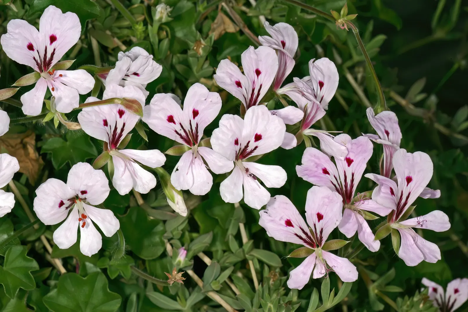Ivy Geranium (Pelargonium Peltatum) — Deadheading spent flowers encourages successive blooming; trailing up to 3 feet in length, image 73