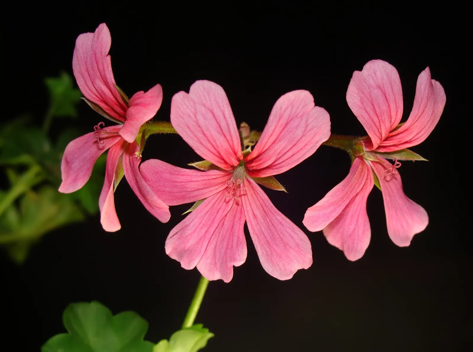 Ivy Geranium (Pelargonium Peltatum) — partial sunlight to optimize their growth and flowering potential - typically from late spring through fall; pink and red