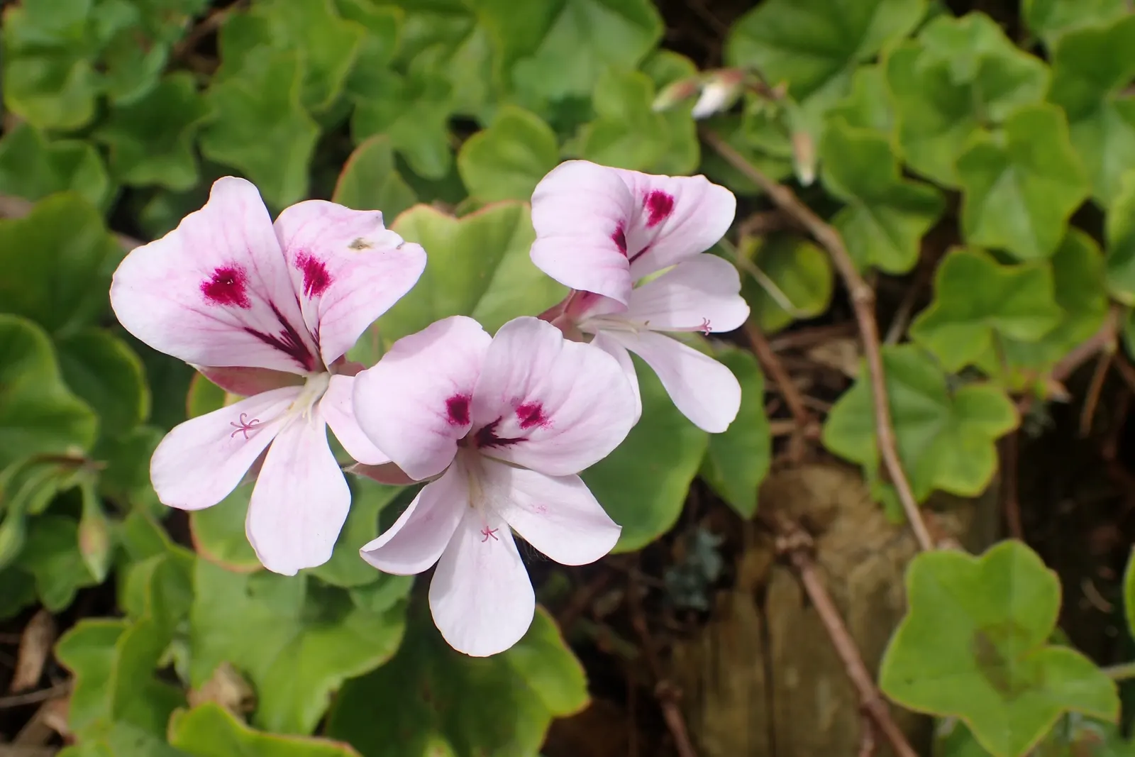 Ivy Geranium (Pelargonium Peltatum) — this variety is favored for its ivy-like leaves and clusters of brightly colored flowers