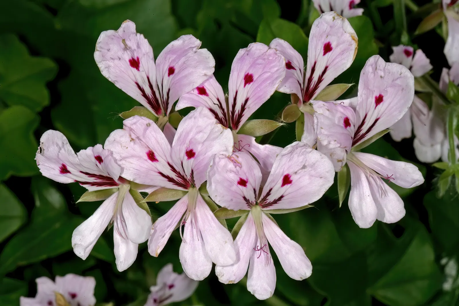 Ivy Geranium (Pelargonium Peltatum) — Provide these gems with well-draining soil and bright; partial sunlight to optimize their growth and flowering potential