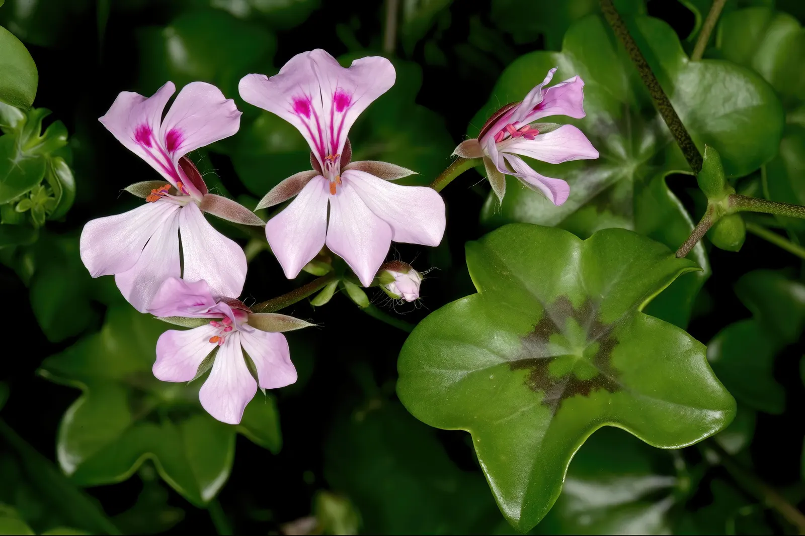 Ivy Geranium (Pelargonium Peltatum) — Regular watering is essential, but beware of overwatering, as it may lead to root rot; ensuring dryness between watering