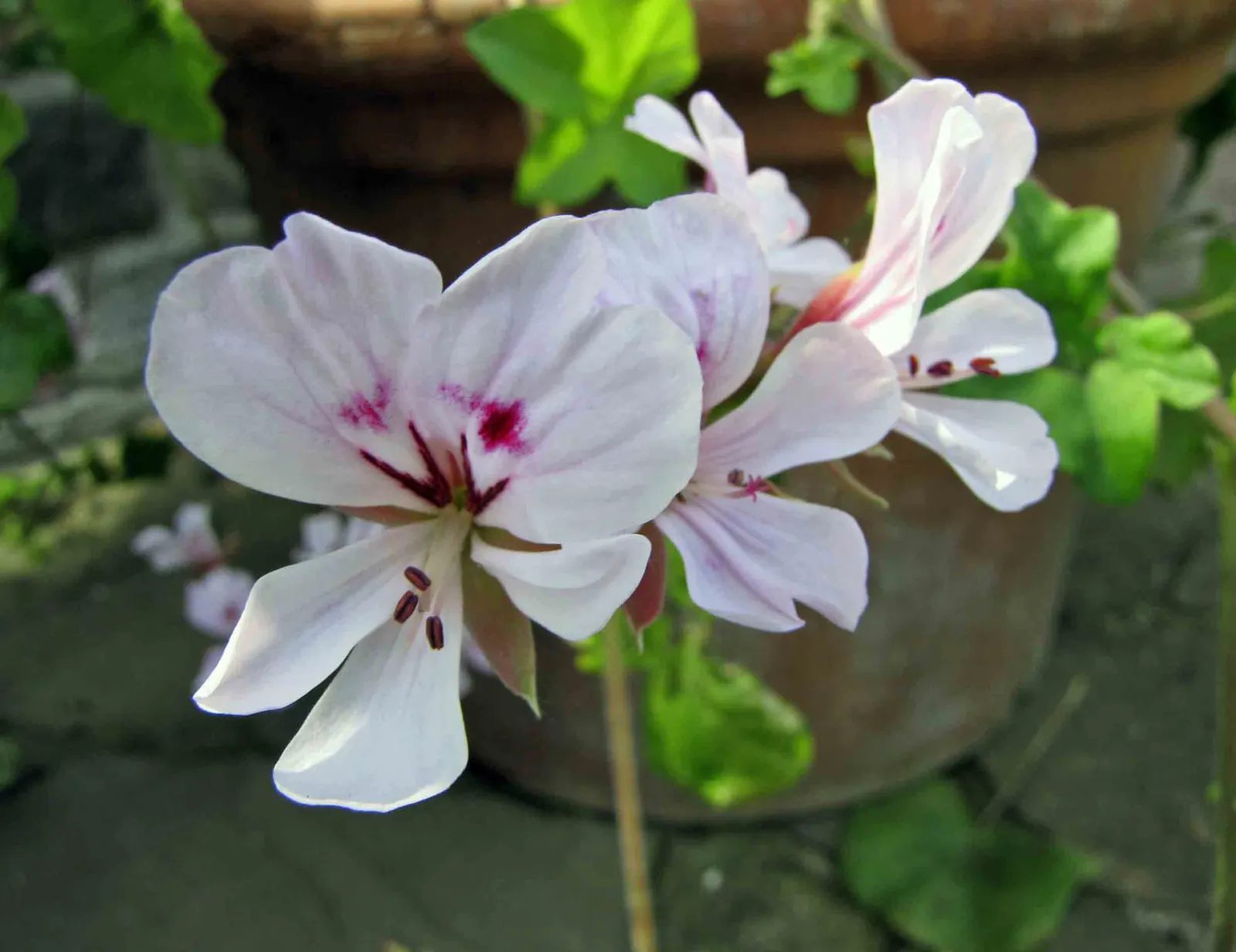 Ivy Geranium (Pelargonium Peltatum) — Profuse bloomers, they produce clusters of vibrant flowers in red, pink, lavender, or white