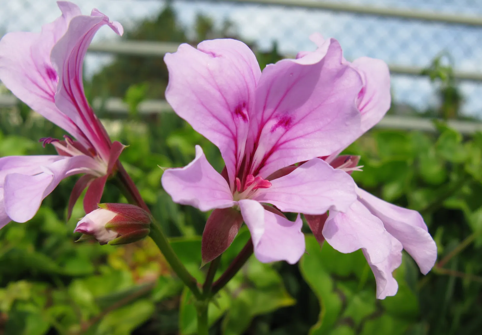 Ivy Geranium (Pelargonium Peltatum) — they require well-drained soil and moderate watering