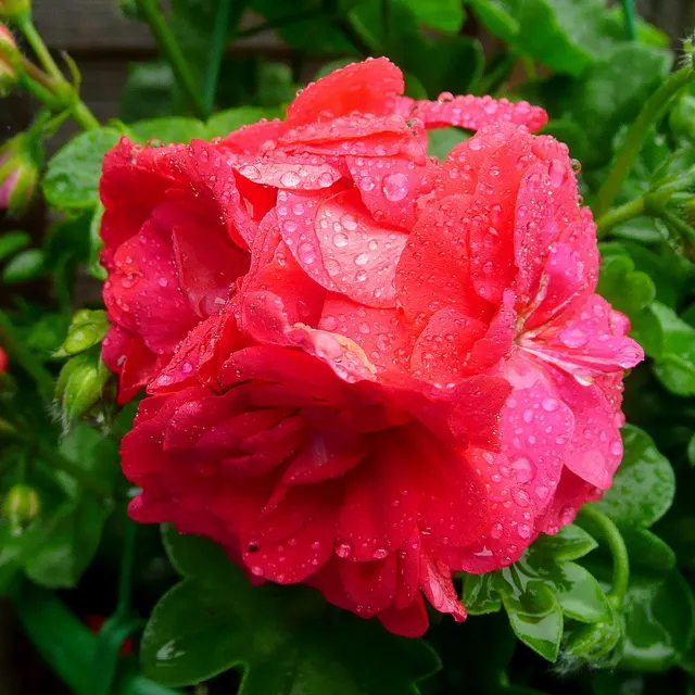 Ivy Geranium (Pelargonium Peltatum) — Deadheading spent flowers encourages successive blooming; trailing up to 3 feet in length