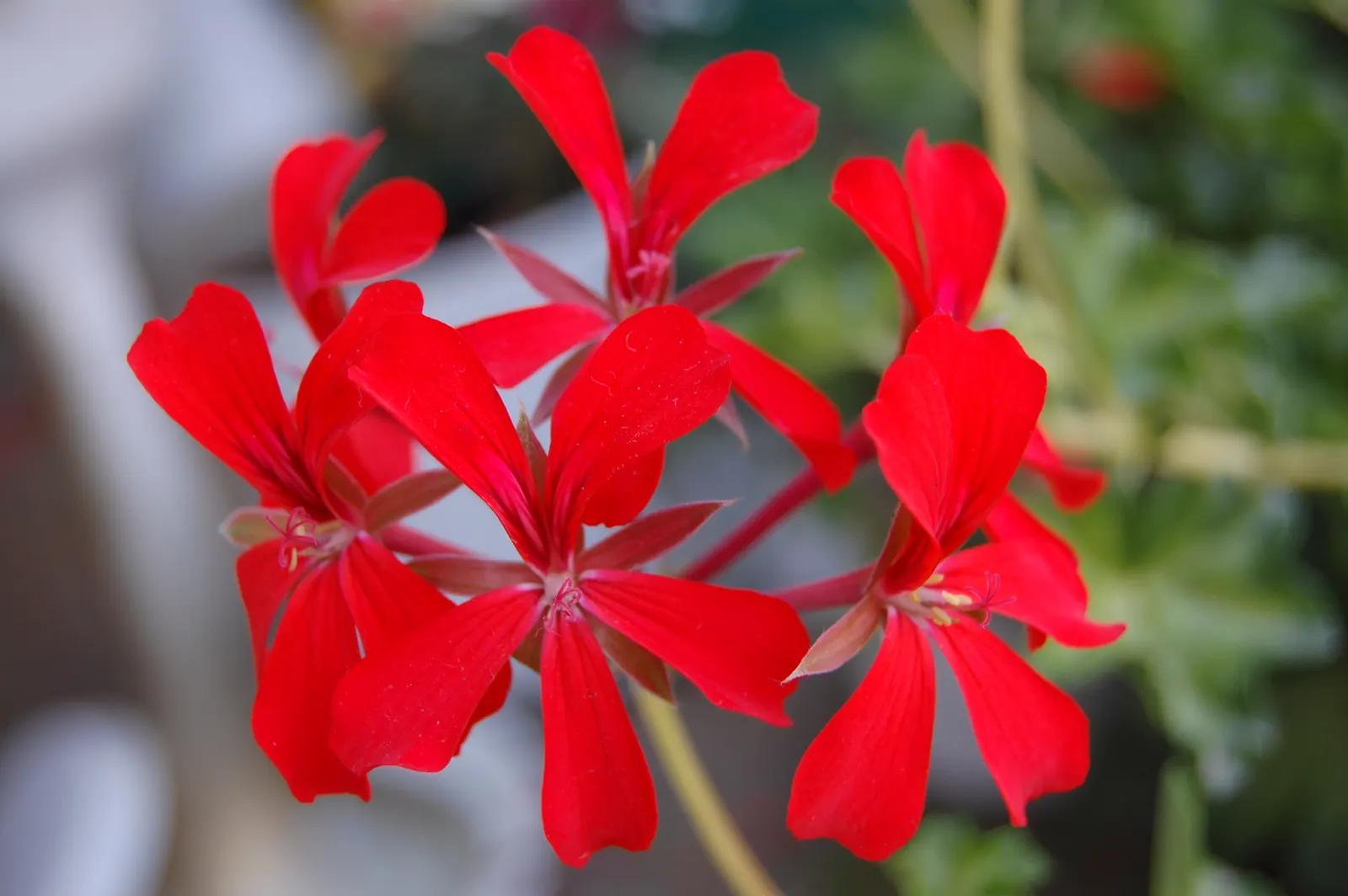 Ivy Geranium (Pelargonium Peltatum) — Ideal for hanging baskets and window boxes
