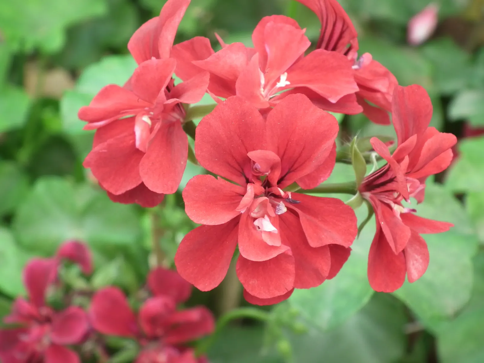 Ivy Geranium (Pelargonium Peltatum) — lending a spill of vibrant foliage and blossoms that enhance the aesthetics of any landscape design; profuse, image 64
