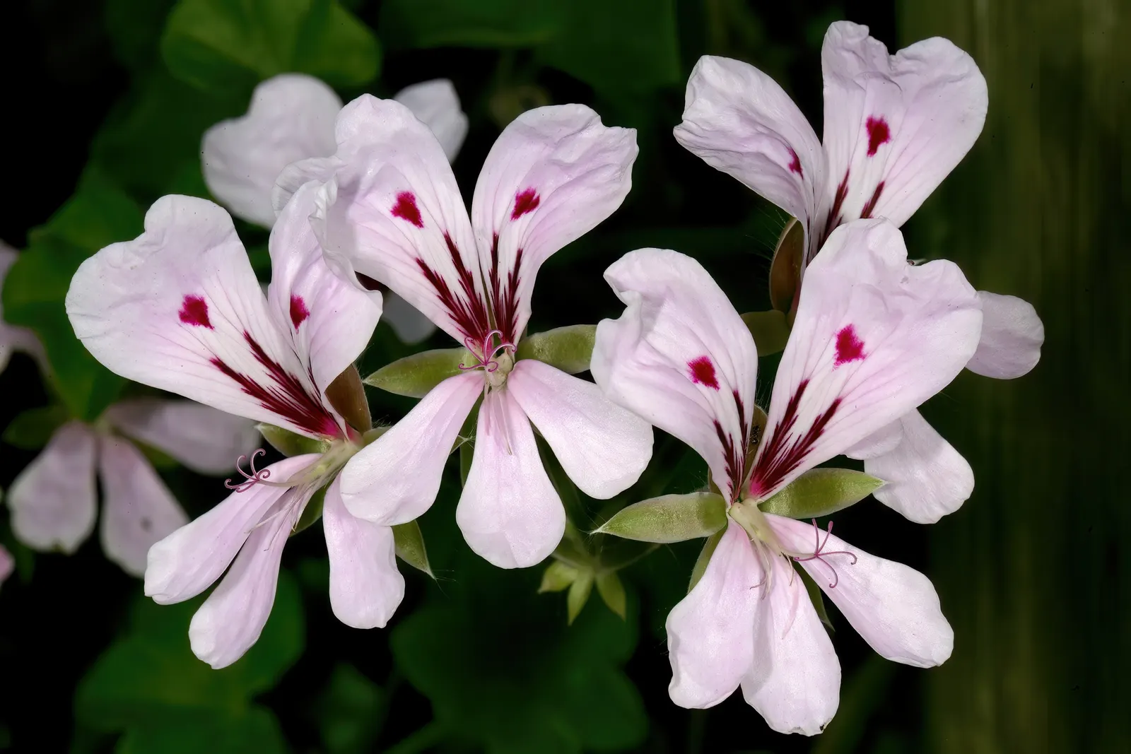 Ivy Geranium (Pelargonium Peltatum) — Ideal for hanging baskets and window boxes; they require well-drained soil and moderate watering, image 83
