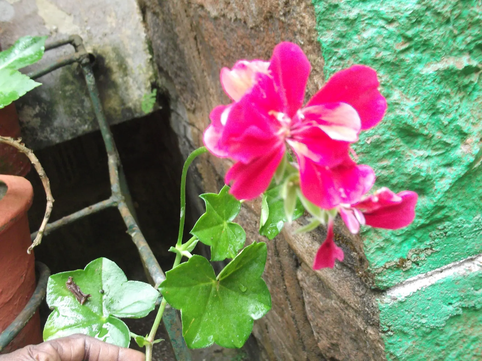 Ivy Geranium (Pelargonium Peltatum) — Profuse bloomers, they produce clusters of vibrant flowers in red, pink, lavender, or white; provide these, image 55