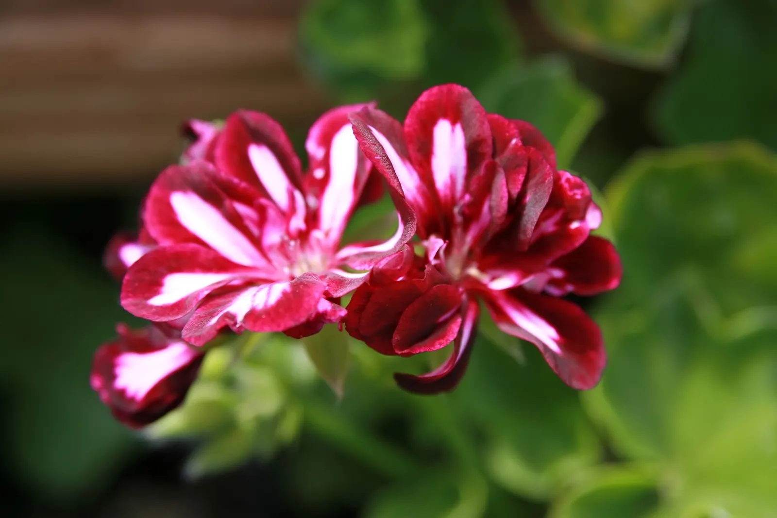 Ivy Geranium (Pelargonium Peltatum) — ensuring dryness between watering sessions; regular watering is essential, but beware of overwatering, as it, image 85