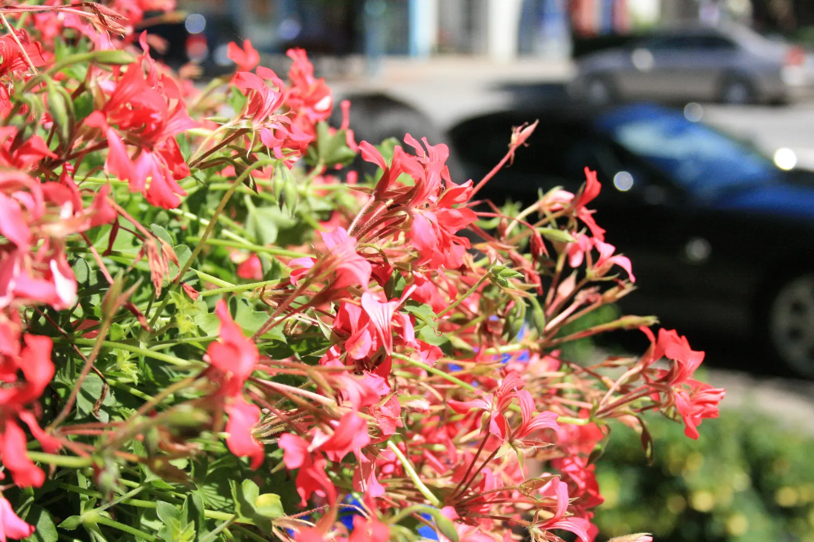 Ivy Geranium (Pelargonium Peltatum) — treasured for its cascading habit and glossy