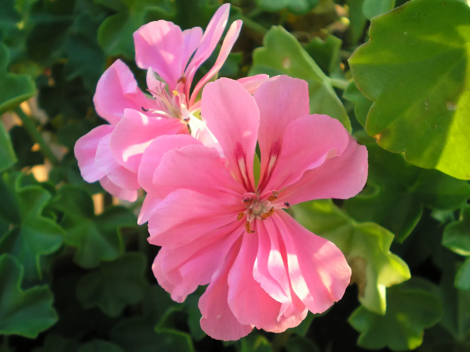Ivy Geranium (Pelargonium Peltatum) — they thrive best in zones 10 through 11; ideal for hanging baskets and window boxes, image 94