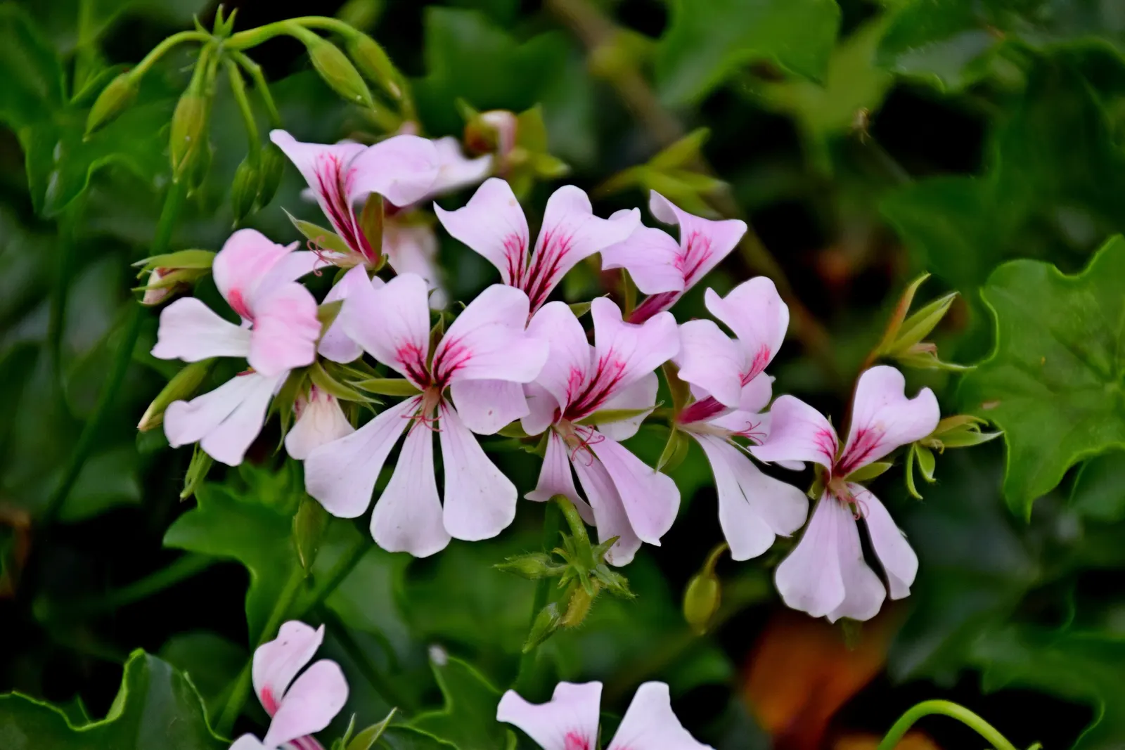 Ivy Geranium (Pelargonium Peltatum) — treasured for its cascading habit and glossy; this variety is favored for its ivy-like leaves and clusters of, image 54
