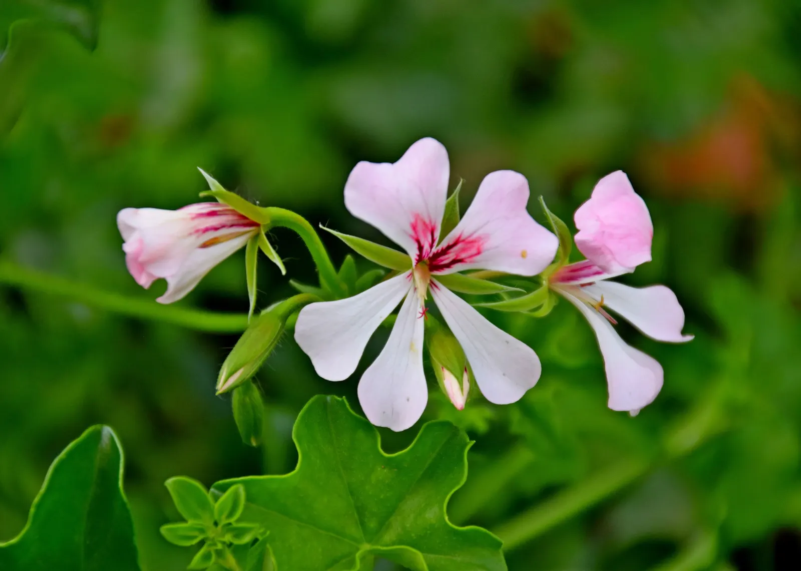 Ivy Geranium (Pelargonium Peltatum) — this variety is favored for its ivy-like leaves and clusters of brightly colored flowers; ensuring a, image 63