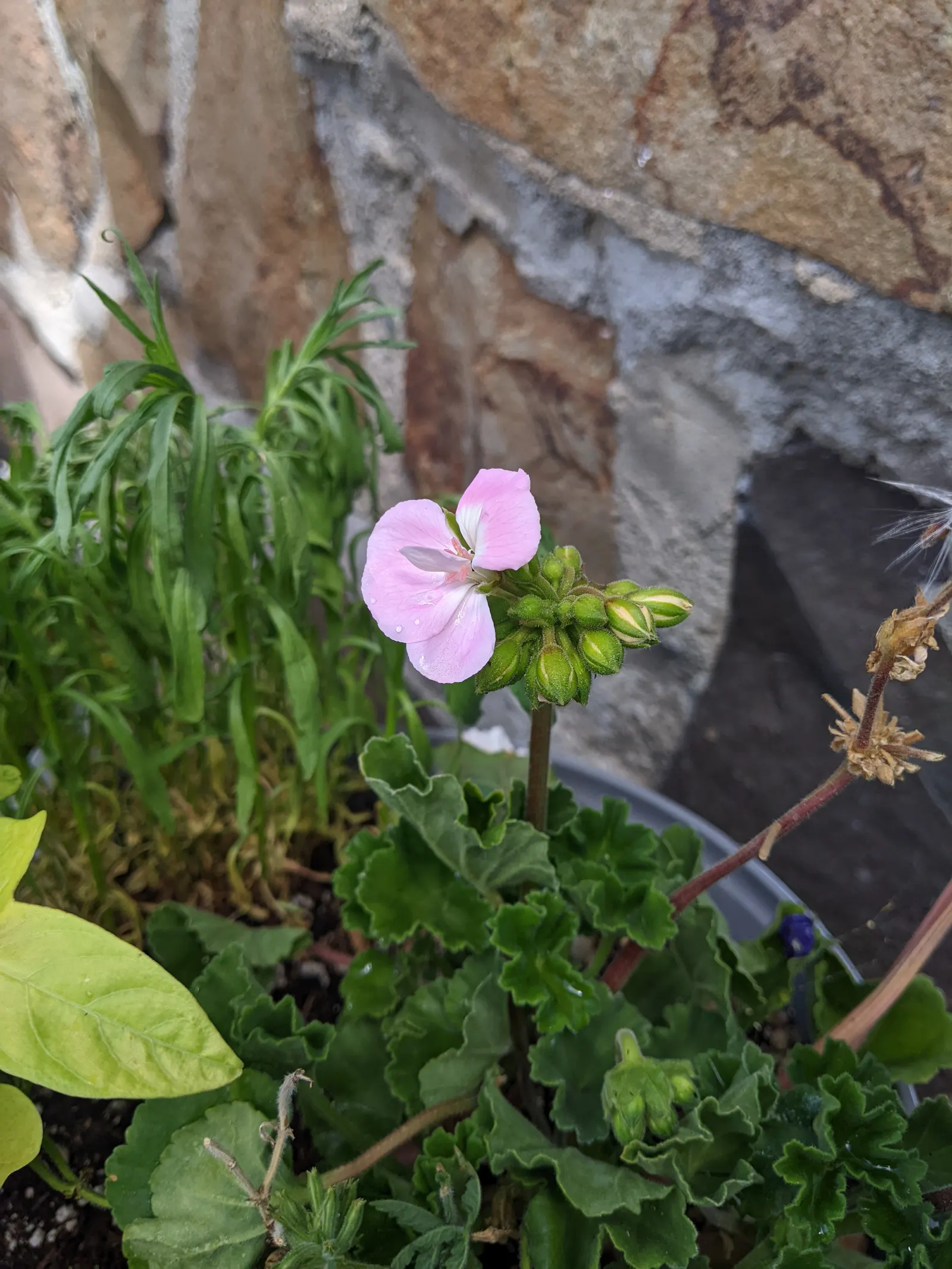 Ivy Geranium (Pelargonium Peltatum) — characterized by a waxy texture and a heart-shaped; originating from the southern regions of Africa, image 65