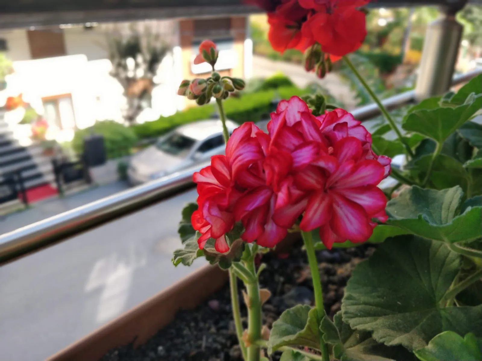 Ivy Geranium (Pelargonium Peltatum) — Ivy Geranium (Pelargonium peltatum) is an evergreen perennial; thriving in full to part sun, they reach 12-24, image 53