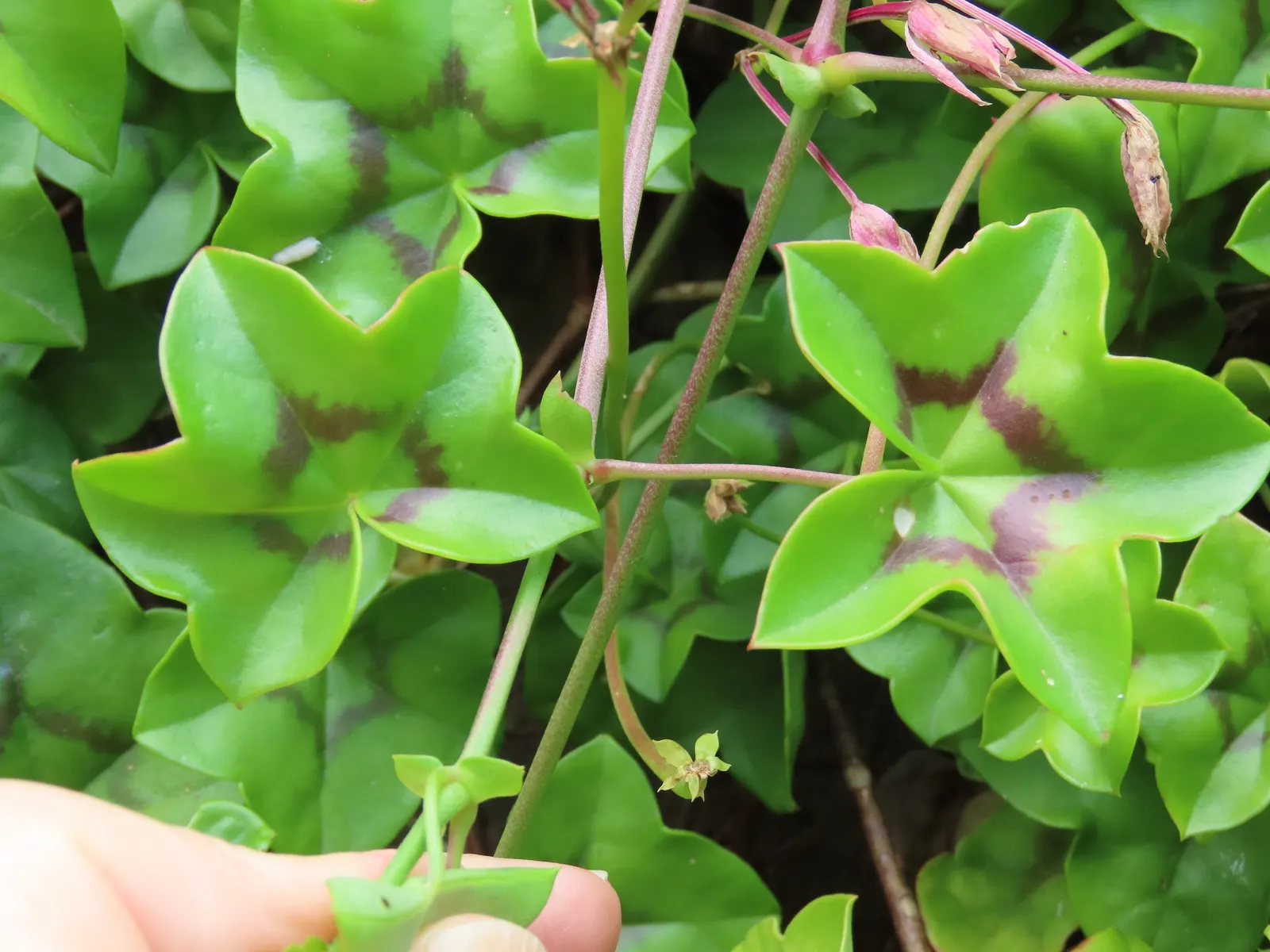 Ivy Geranium (Pelargonium Peltatum) — ensuring dryness between watering sessions; regular watering is essential, but beware of overwatering, as it may lead to