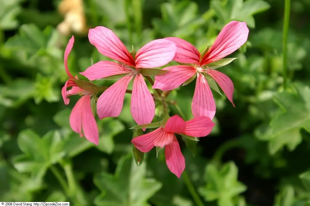 Ivy Geranium (Pelargonium Peltatum) — Deadheading spent flowers encourages successive blooming; trailing up to 3 feet in length, image 99