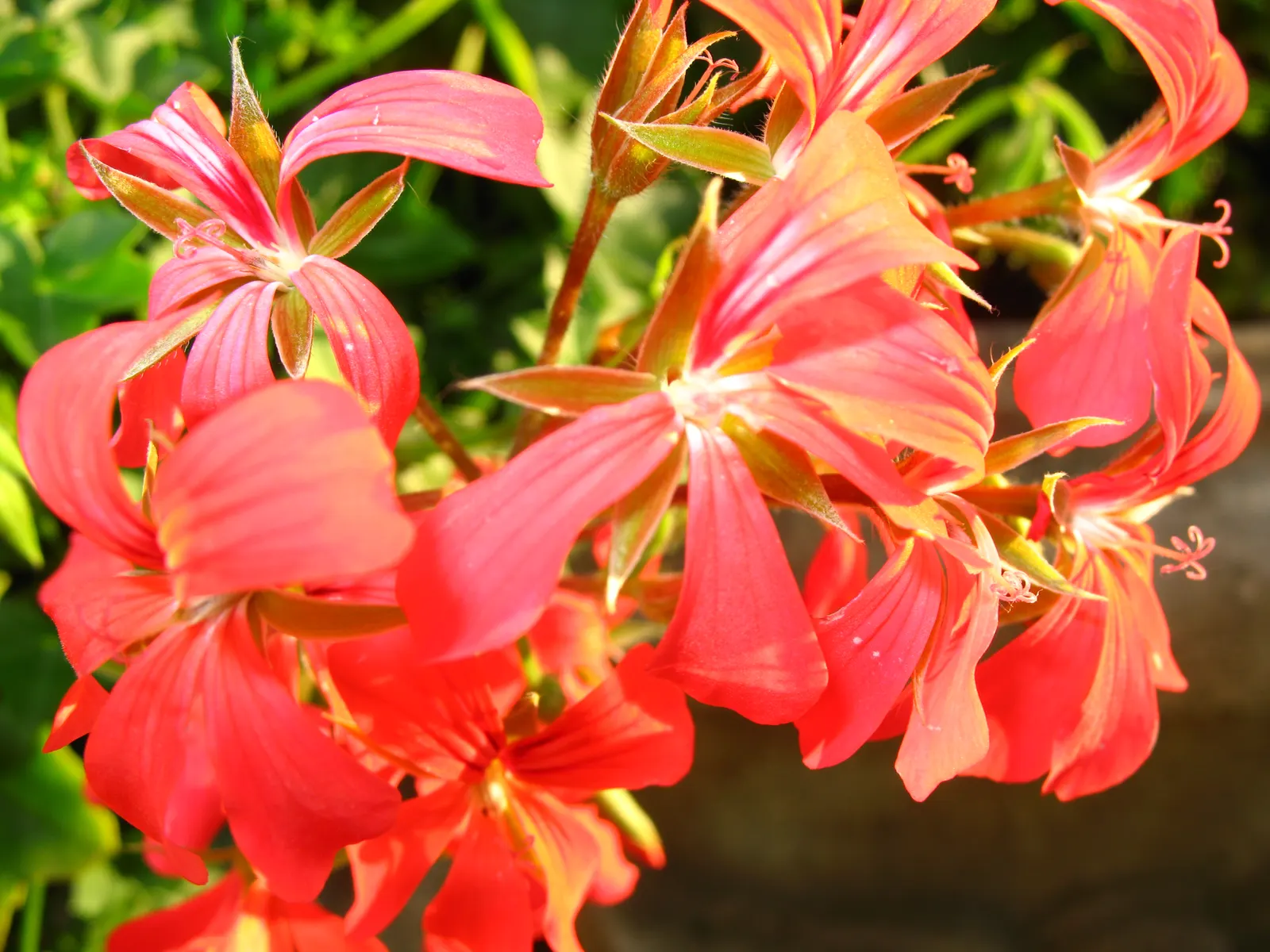 Ivy Geranium (Pelargonium Peltatum) — water-soluble fertilizer during the growing season will keep them in peak condition; is a prolific and robust, image 76