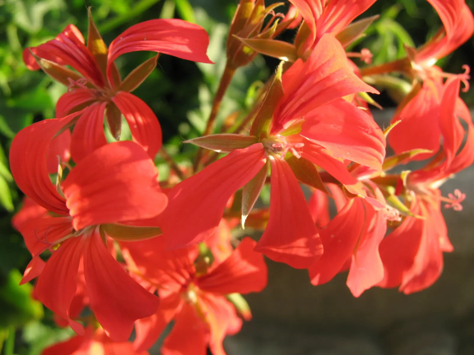 Ivy Geranium (Pelargonium Peltatum) — partial sunlight to optimize their growth and flowering potential - typically from late spring through fall, image 71