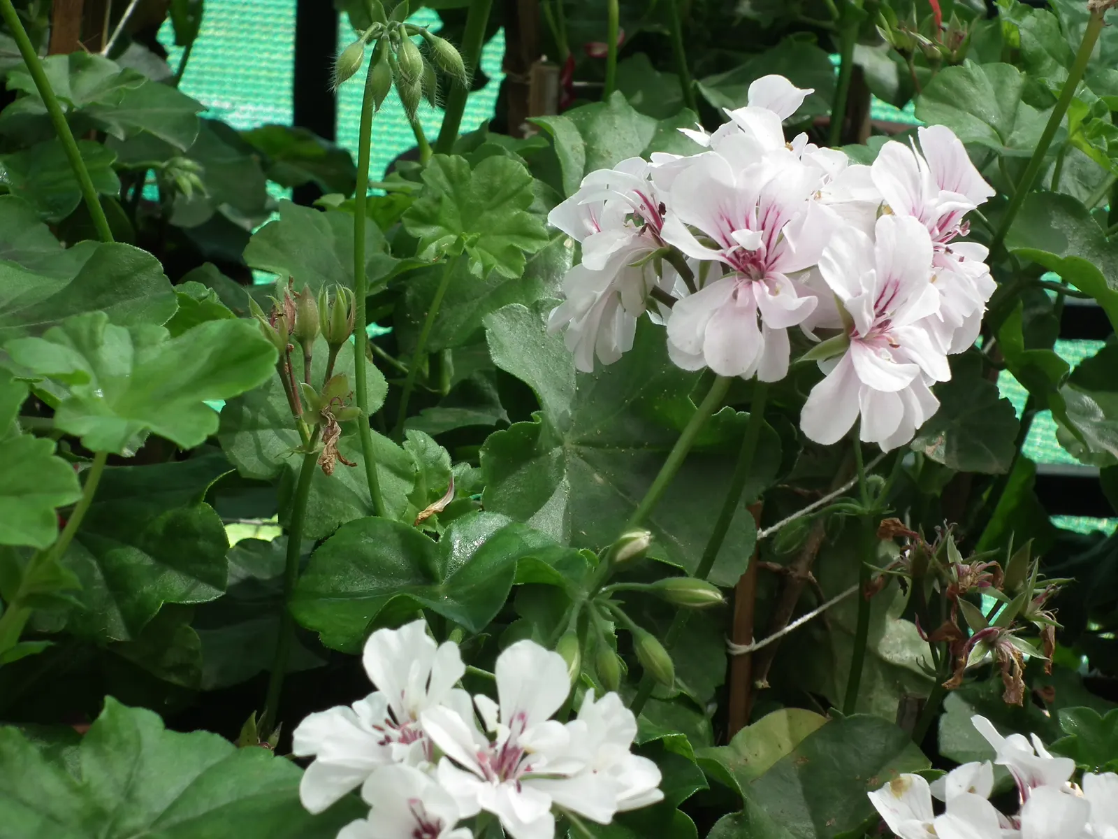 Ivy Geranium (Pelargonium Peltatum) — water-soluble fertilizer during the growing season will keep them in peak condition; is a prolific and robust perennial